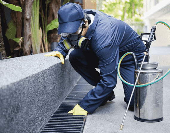 Local Pest Control Experts In Toowong