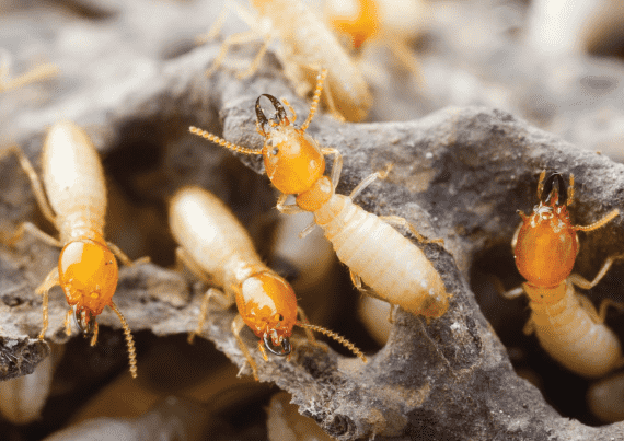 Termite And Pest Pre-purchase Inspections