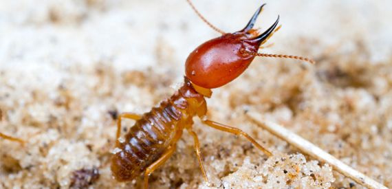 How to prevent termites? 6 steps